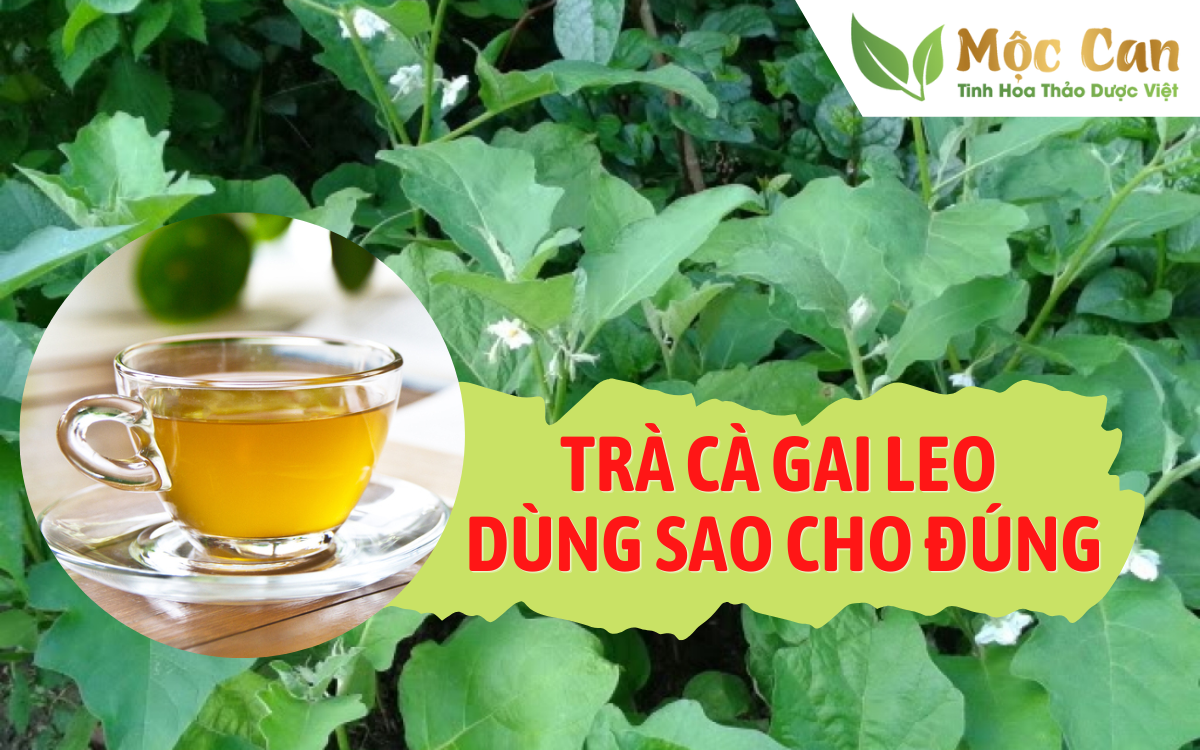 Trà cà gai leo - dùng sao cho đúng 1